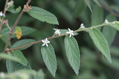 Grewia hirsuta